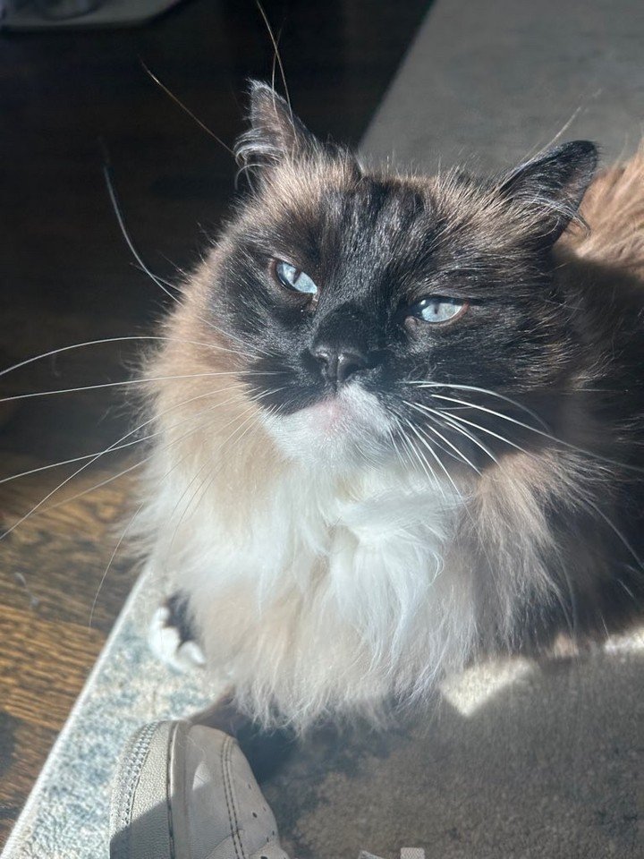 💙 A face this handsome deserves the spotlight!

Milo was soaking up the sunshine and looking as regal as ever during today's visit. From his gorgeous blue eyes to his fluffy coat, this sweet boy knows how to make every moment picture-perfect. We alw