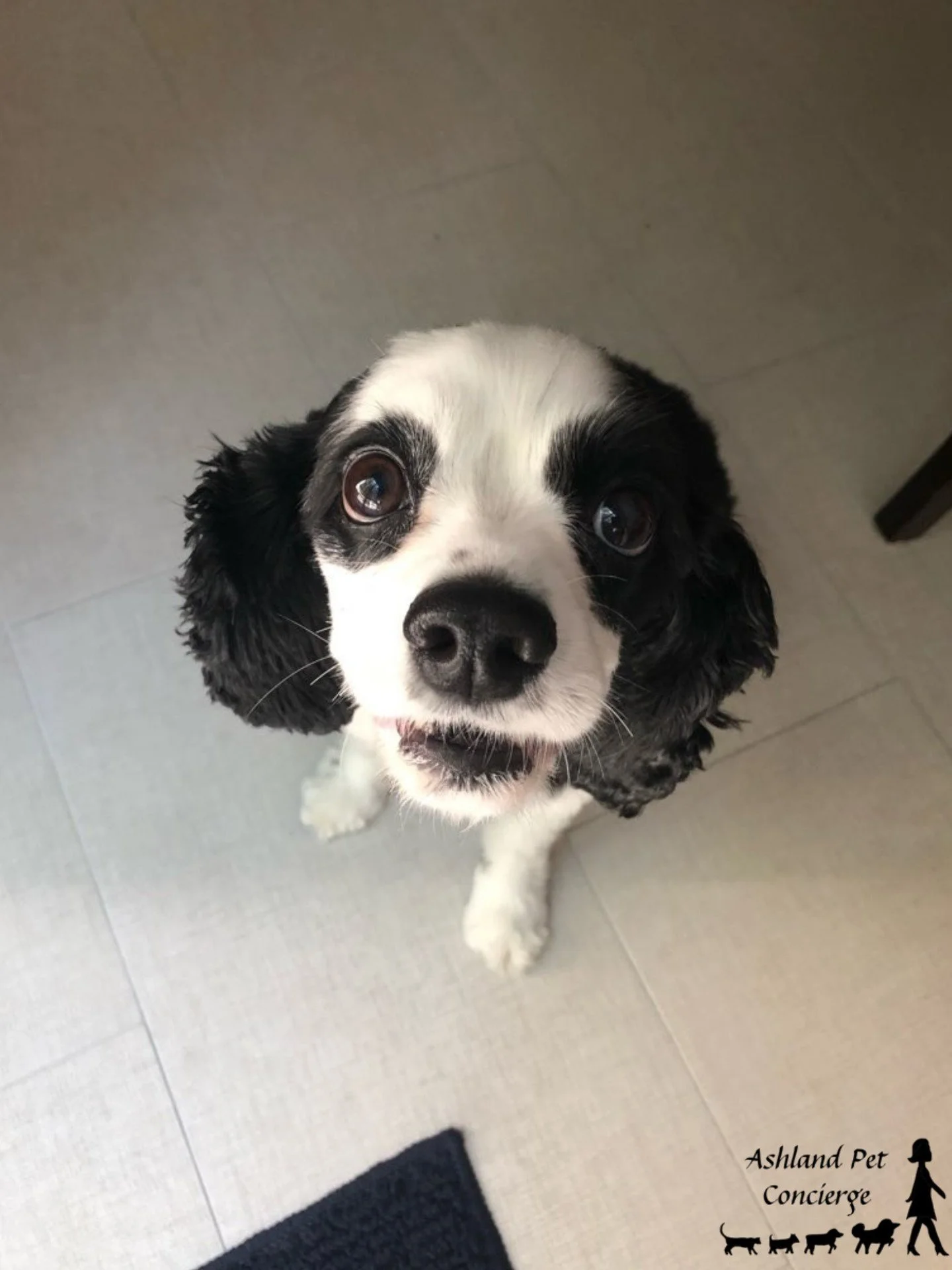 🐾 Say hello to Lucy! 🐶💕

Those big puppy-dog eyes are impossible to resist! Lucy is always ready to greet us with her sweet face and adorable personality. We love spending time with this beautiful girl and soaking up all those happy moments! 🐾💚
