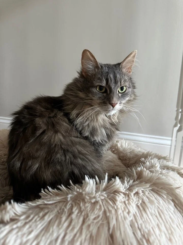 🐾 Say hello to Willow! 💚🐱

Willow is looking extra cozy while enjoying some quiet time in her favorite fluffy spot. With that gorgeous fluffy coat and those beautiful green eyes, she certainly knows how to strike a pose! ✨

We always love spending