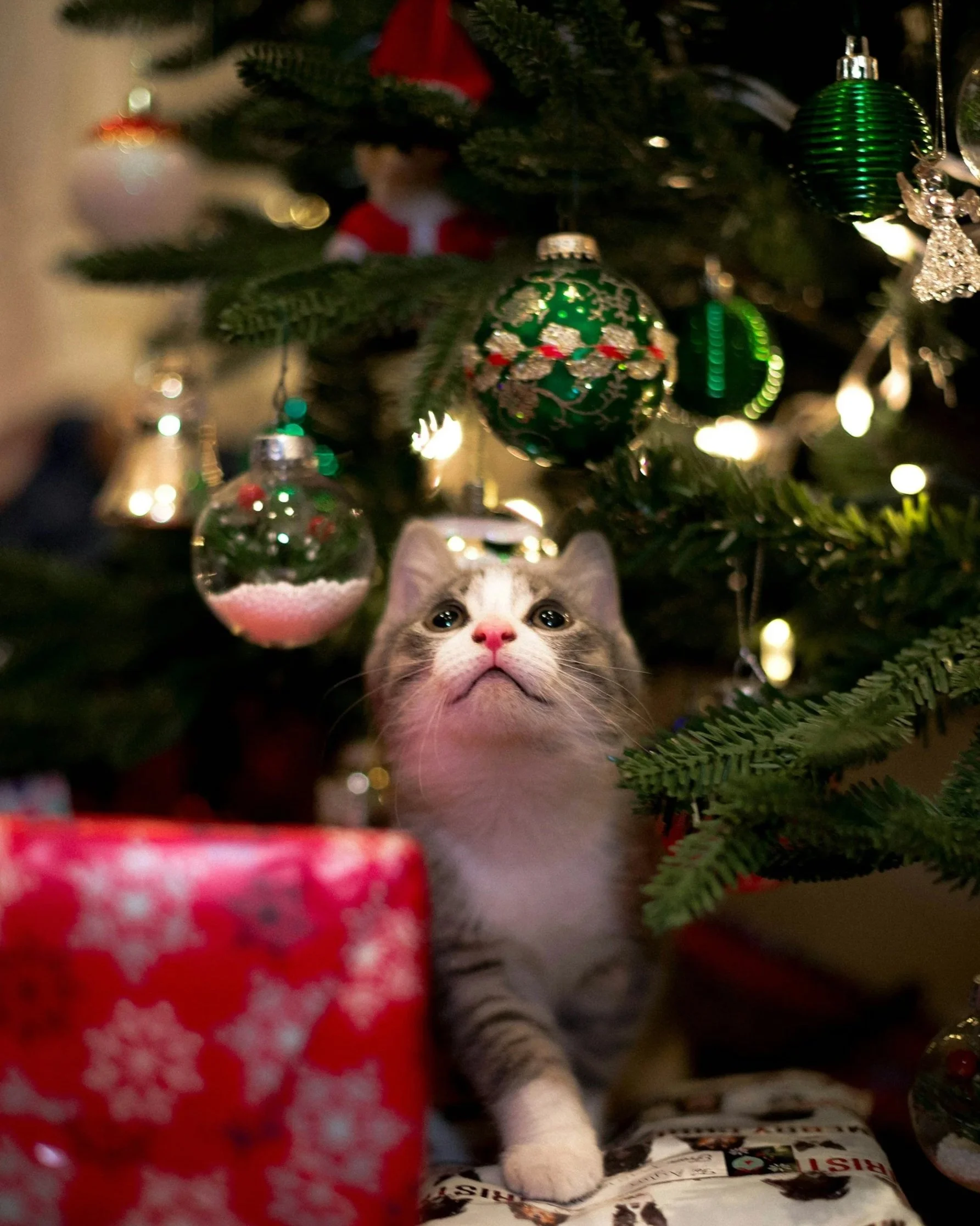 Holiday Dangers for Your Pets