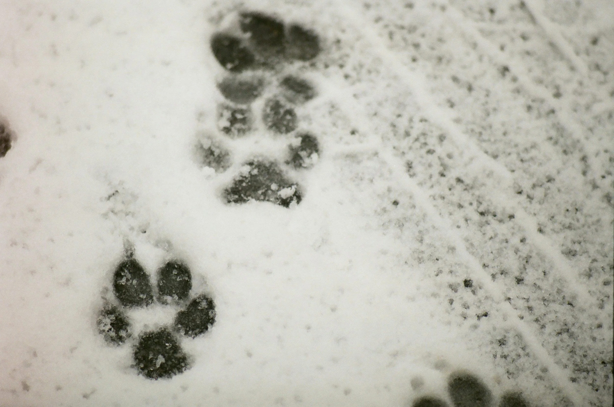 Cold Weather Dangers for Your Pets
