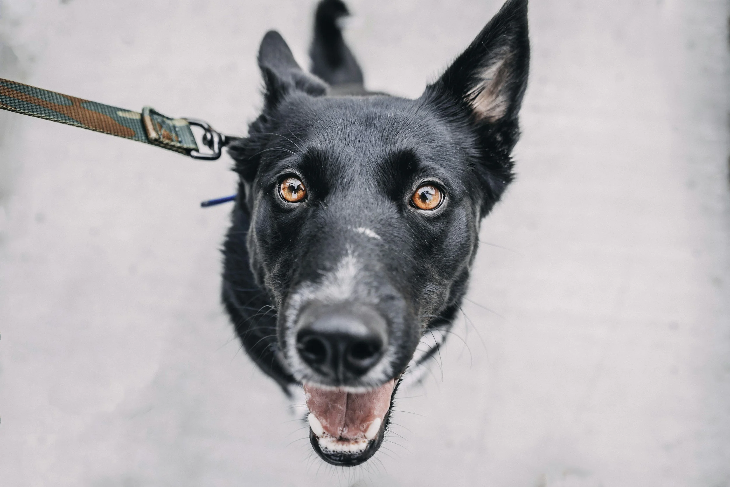 Tips For Walking Your Dog