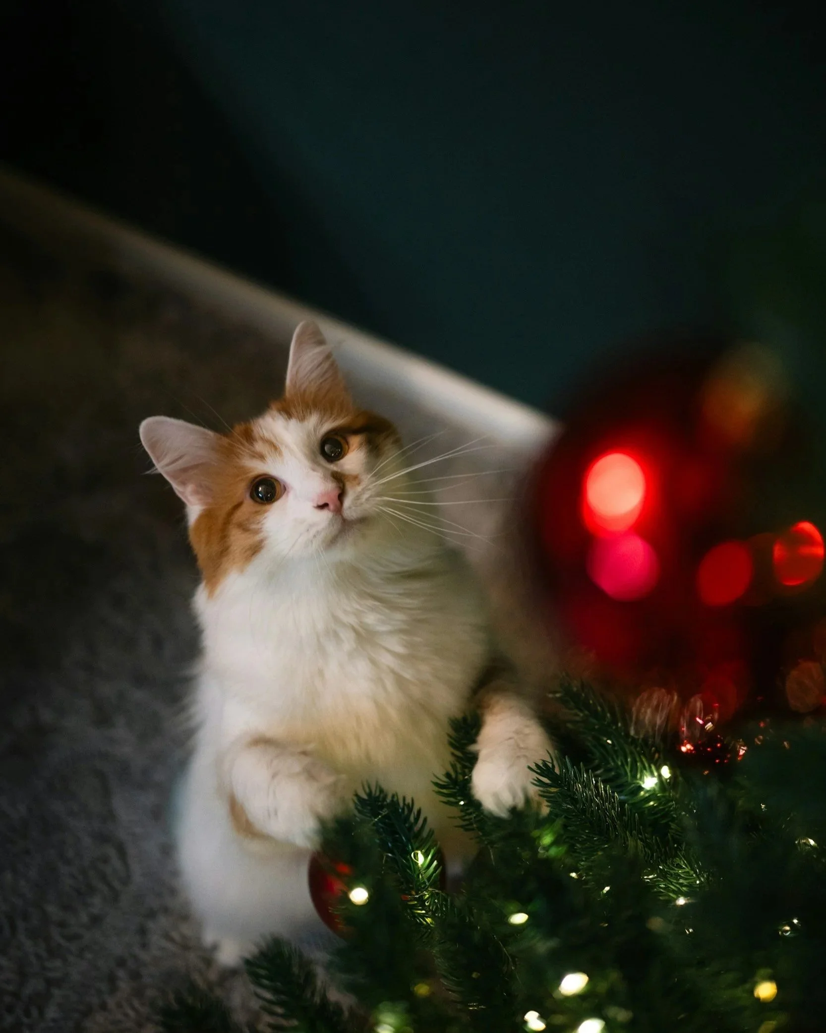 Holiday Dangers for Your Pets