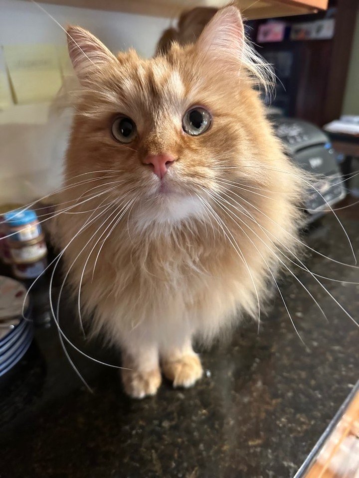 🐾🧡 Meet Nicholas!

Just look at that face! 😻 Nicholas is one handsome, fluffy guy with a personality as big as his whiskers! We always love getting some one-on-one time with our feline friends and making sure they feel happy, comfortable, and care