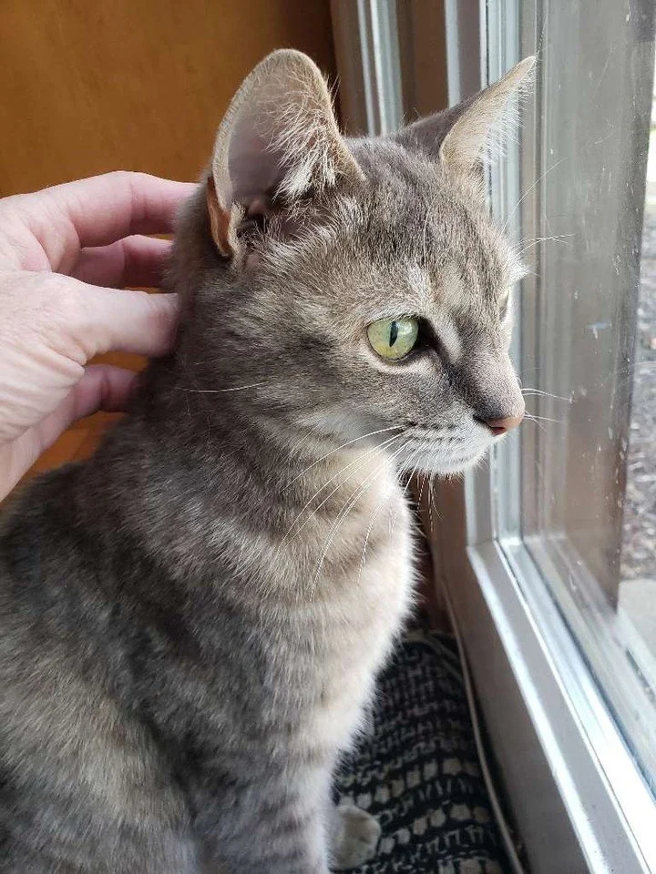 🍂 Meet our sweet September cutie! 🐾💚

Those beautiful green eyes are ready to welcome fall! 🍁 Whether they&rsquo;re enjoying a cozy spot by the window or soaking up the last warm days of summer, our furry friends always know how to make the seaso