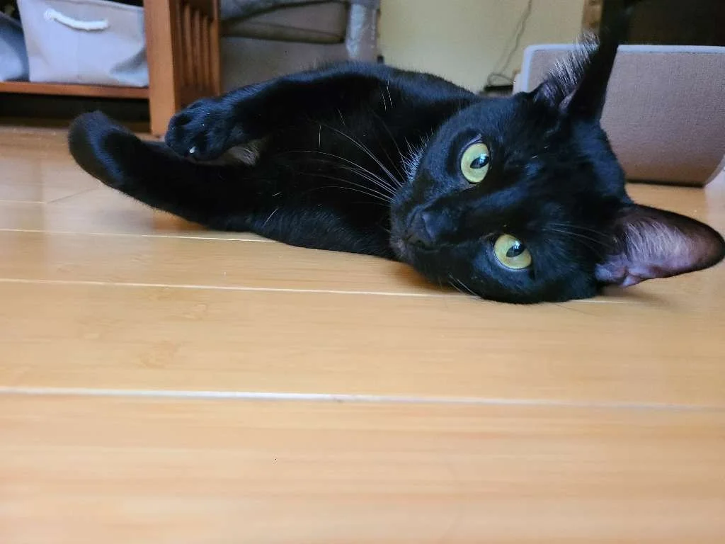 Rocco is clearly in his &ldquo;I&rsquo;m not lazy, I&rsquo;m conserving energy&rdquo; era. 🖤🐾😴 Just soaking up the sunshine and enjoying a well-earned lounge session! ☀️🐱✨

#AshlandPetConcierge #APC #Rocco #CatLife #CatLovers #HappyPets #PetCare 