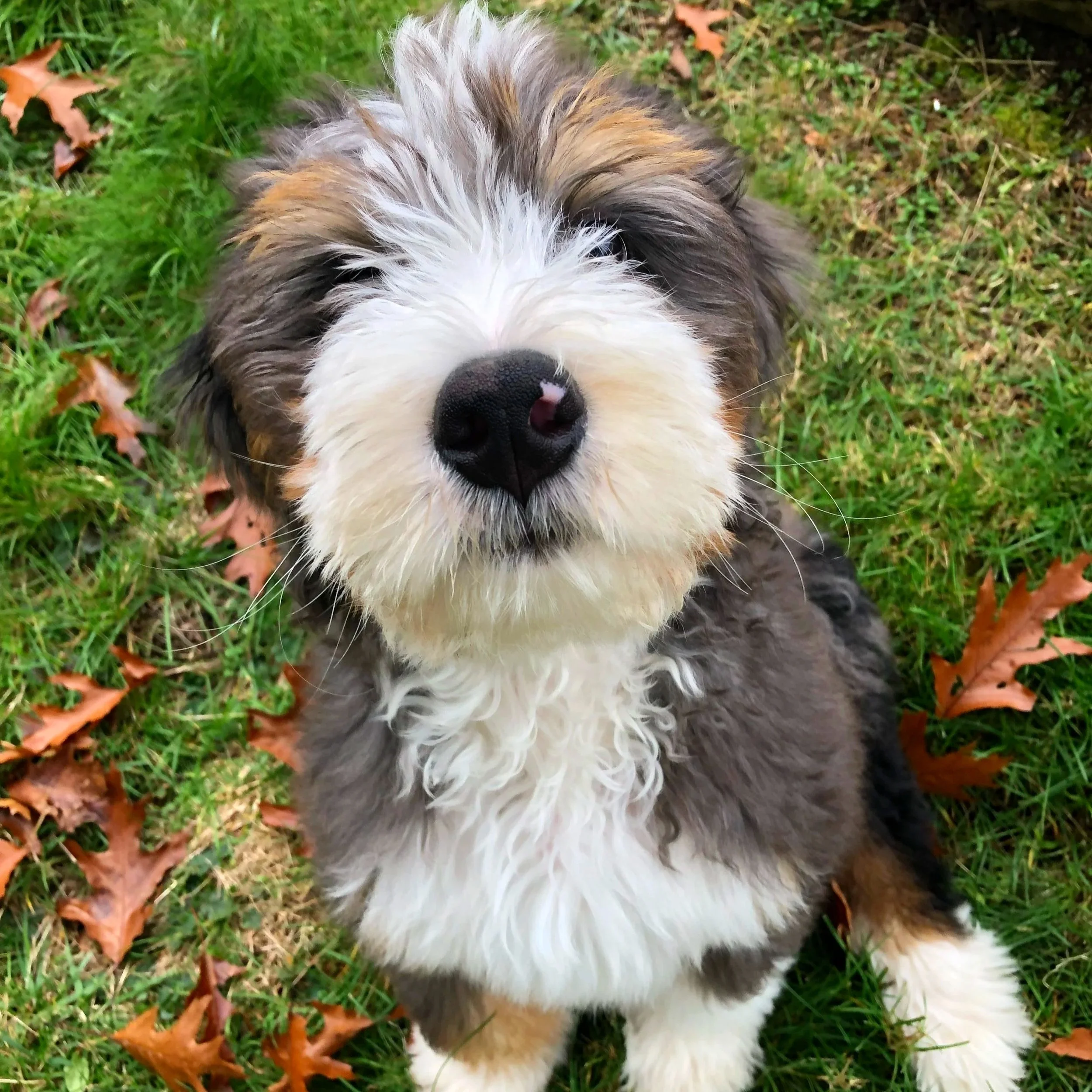 Close-up of a fluffy, multicolored puppy with black, white, and brown fur, lying outdoors on green grass with fallen leaves, facing toward the camera.