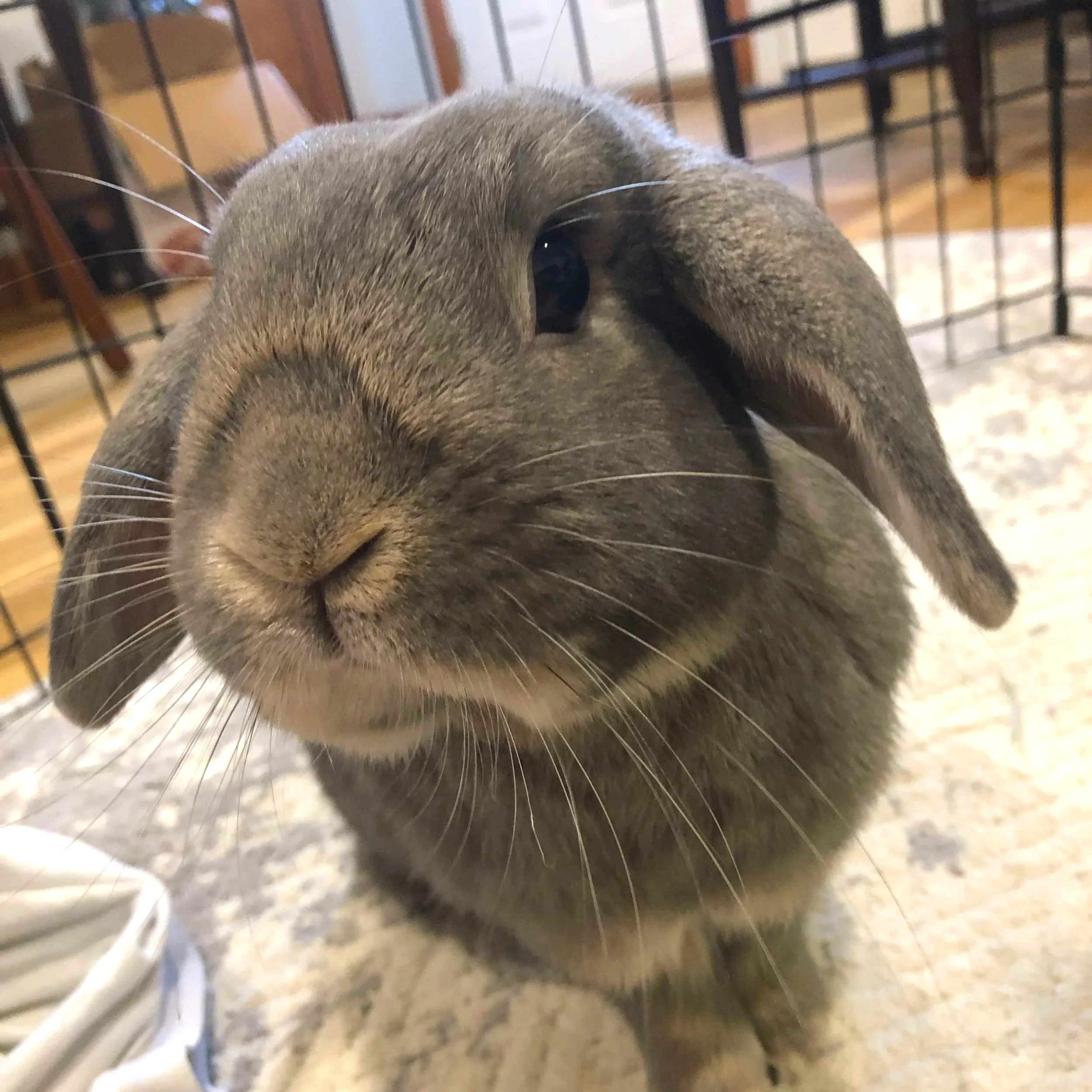 Close-up of gray rabbit with long nose and whiskers, cage bars visible in the background.