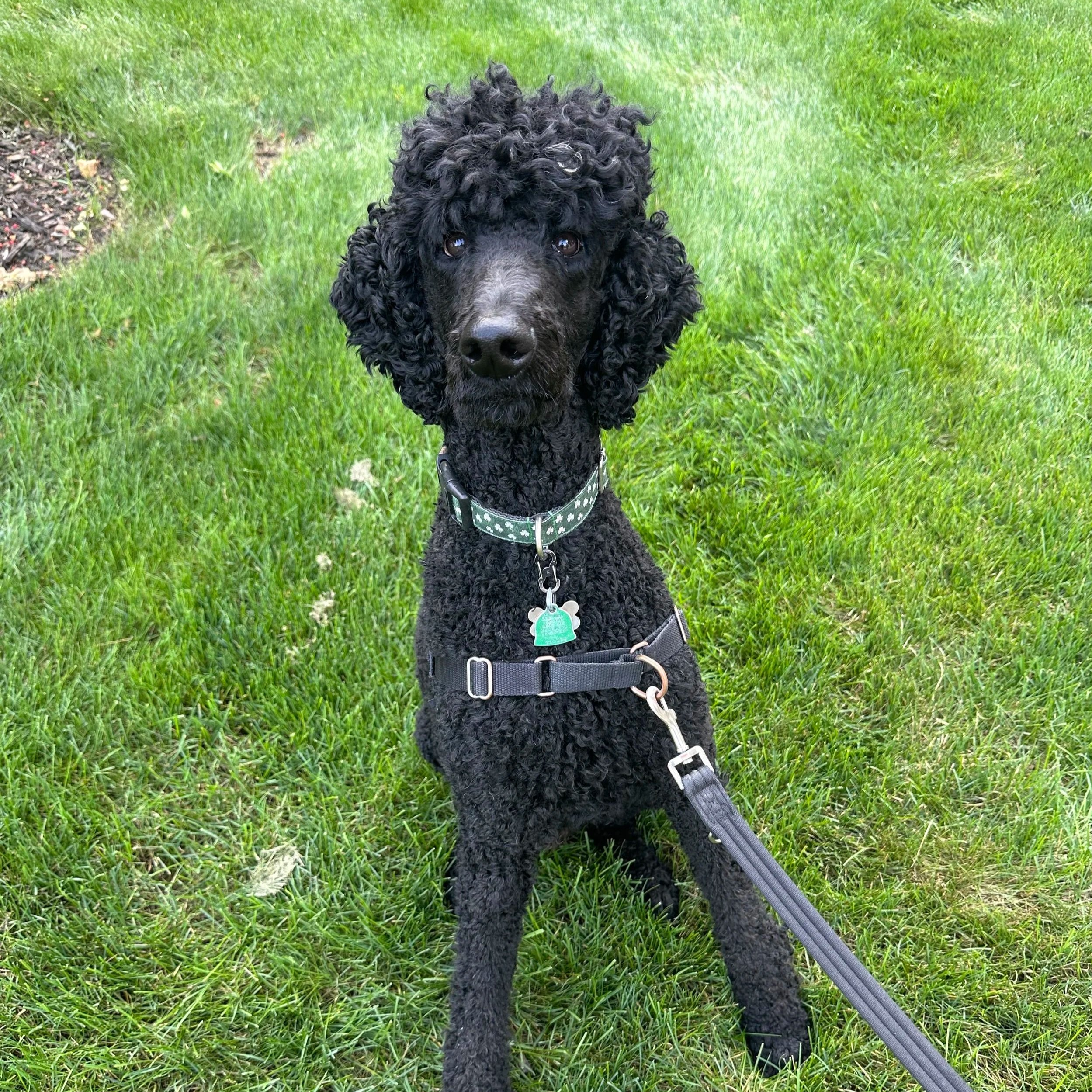 A black poodle puppy with curly fur sitting on grass, looking directly at the camera.