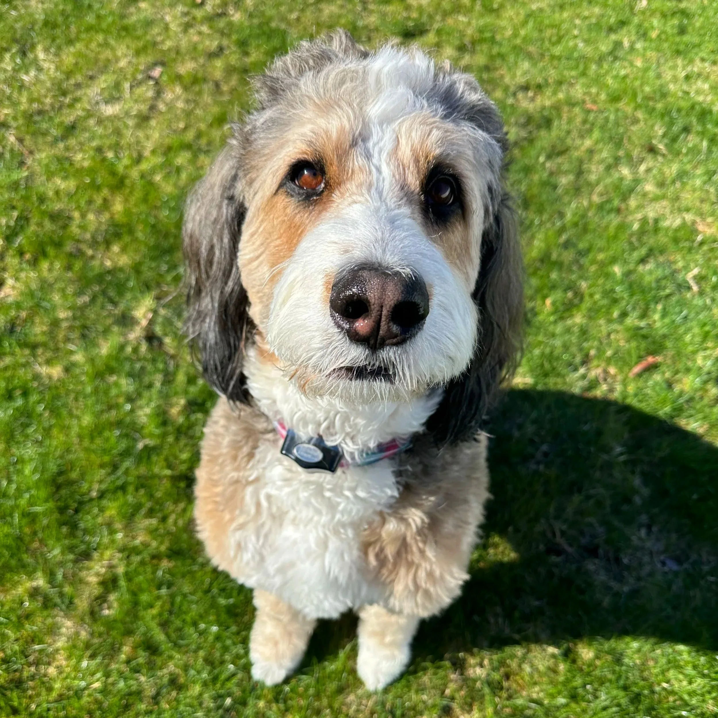 Close-up of a puppy with a black, white, and tan coat, standing on grass, looking at the camera.