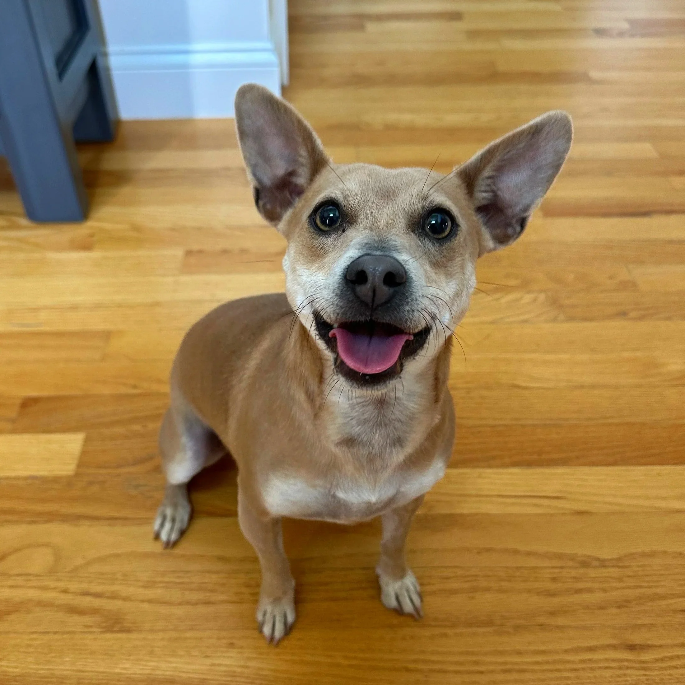 A small dog with tan and white fur and large ears sitting on a wooden floor, looking up with its tongue sticking out.