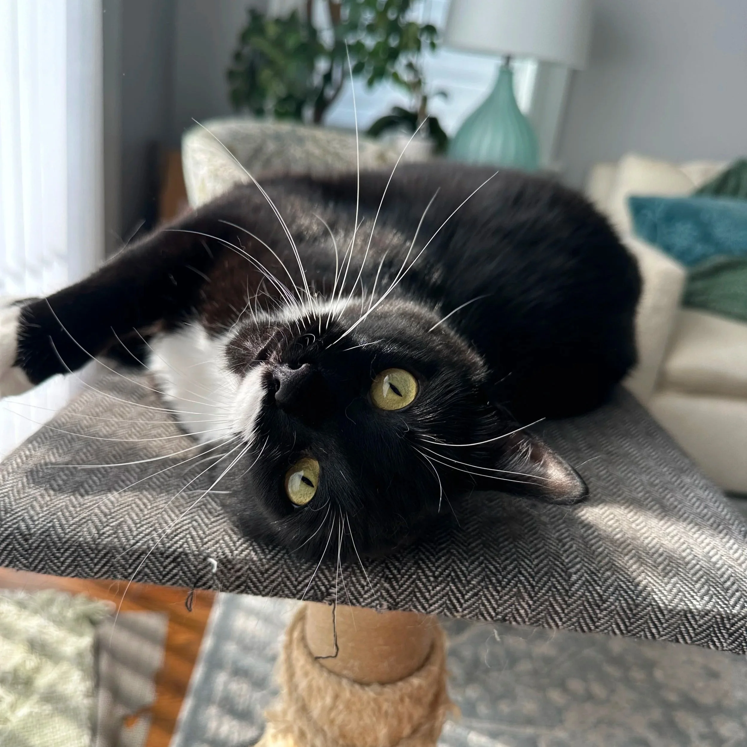 Close-up of a black and white cat with yellow eyes stretching, with a blurred background of a living room and furniture.