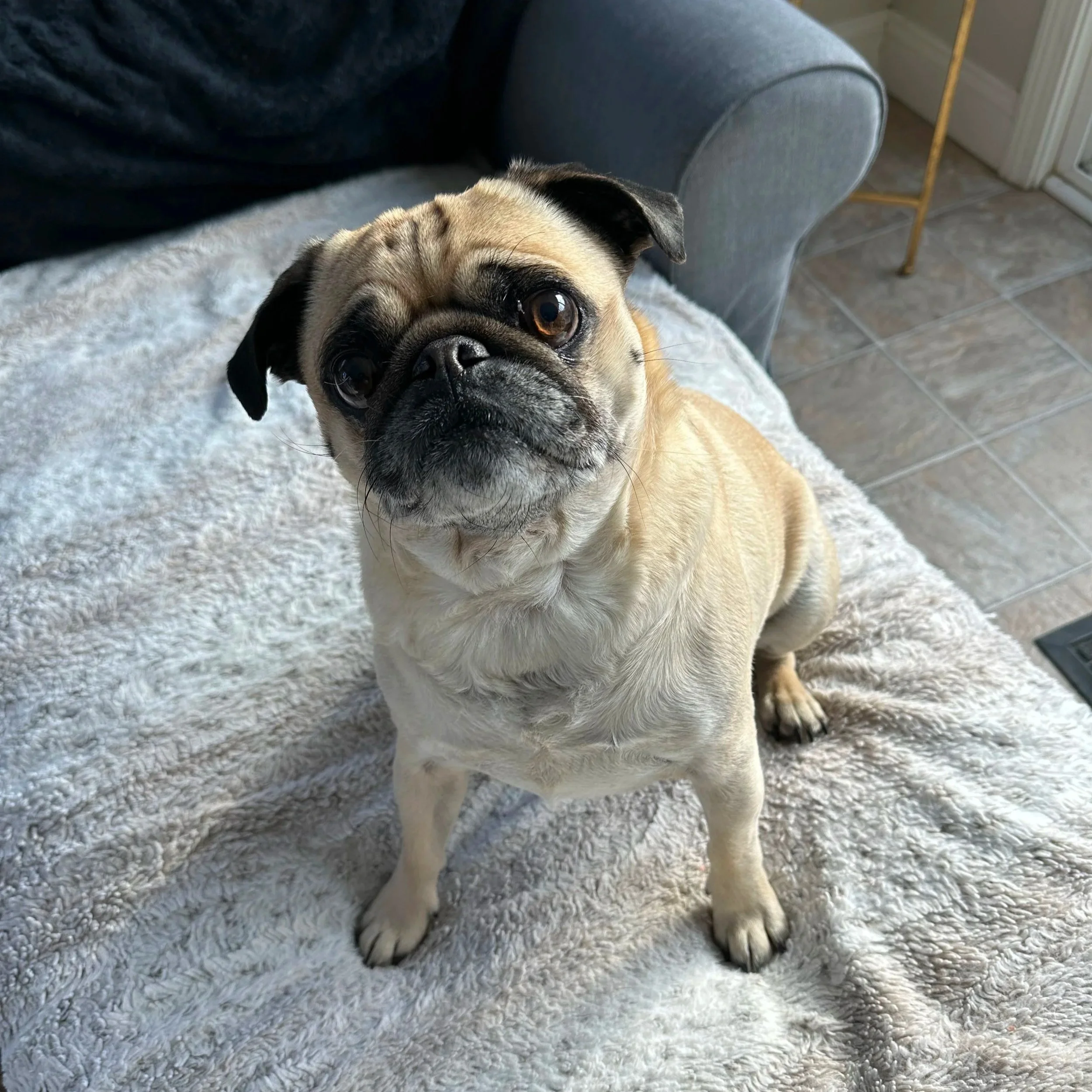 Close-up of a fawn-colored pug dog sitting on a white textured rug in a room with tile flooring and furniture.