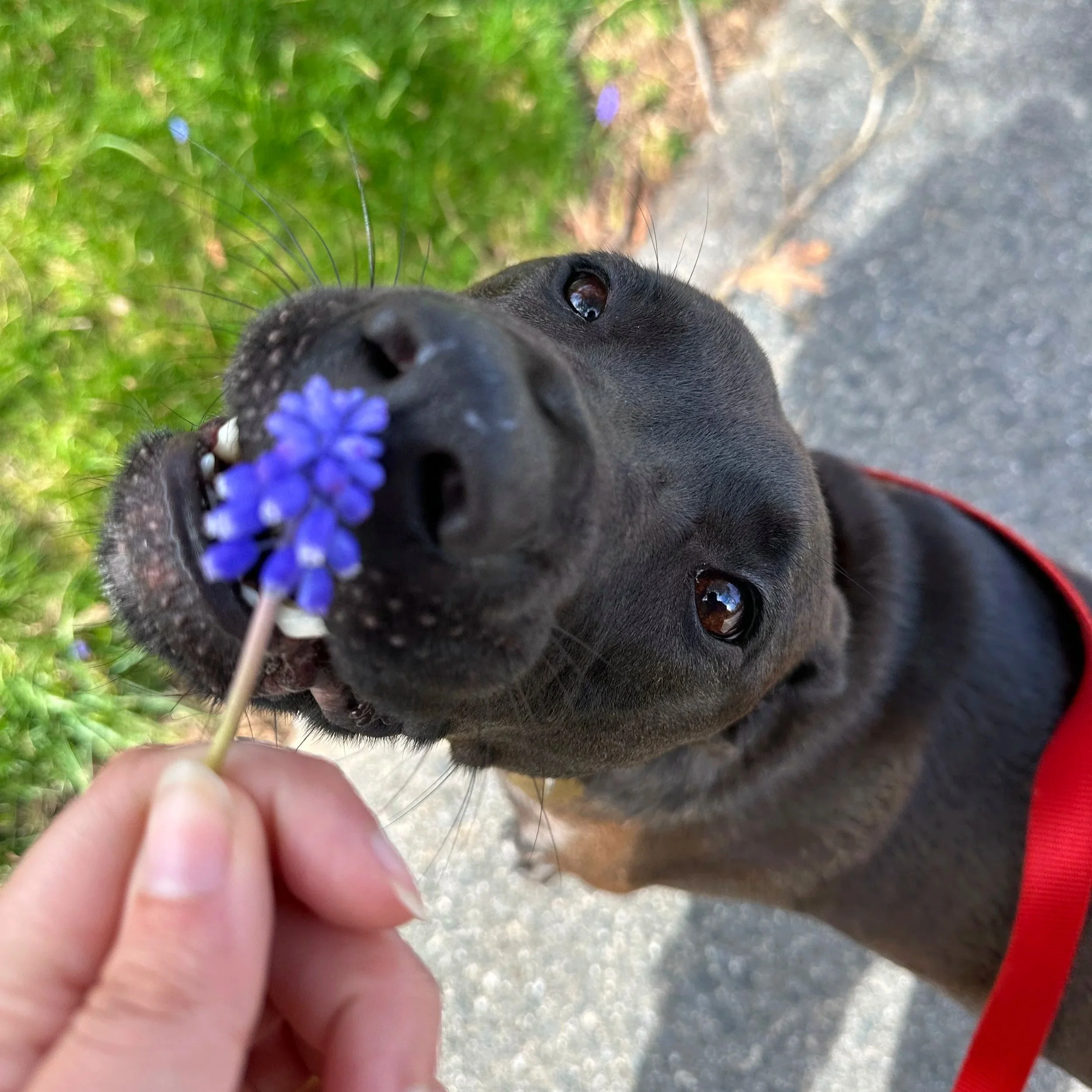 A black dog lying outdoors on a concrete surface, holding a purple flower in its mouth, with green grass and purple flowers in the background.