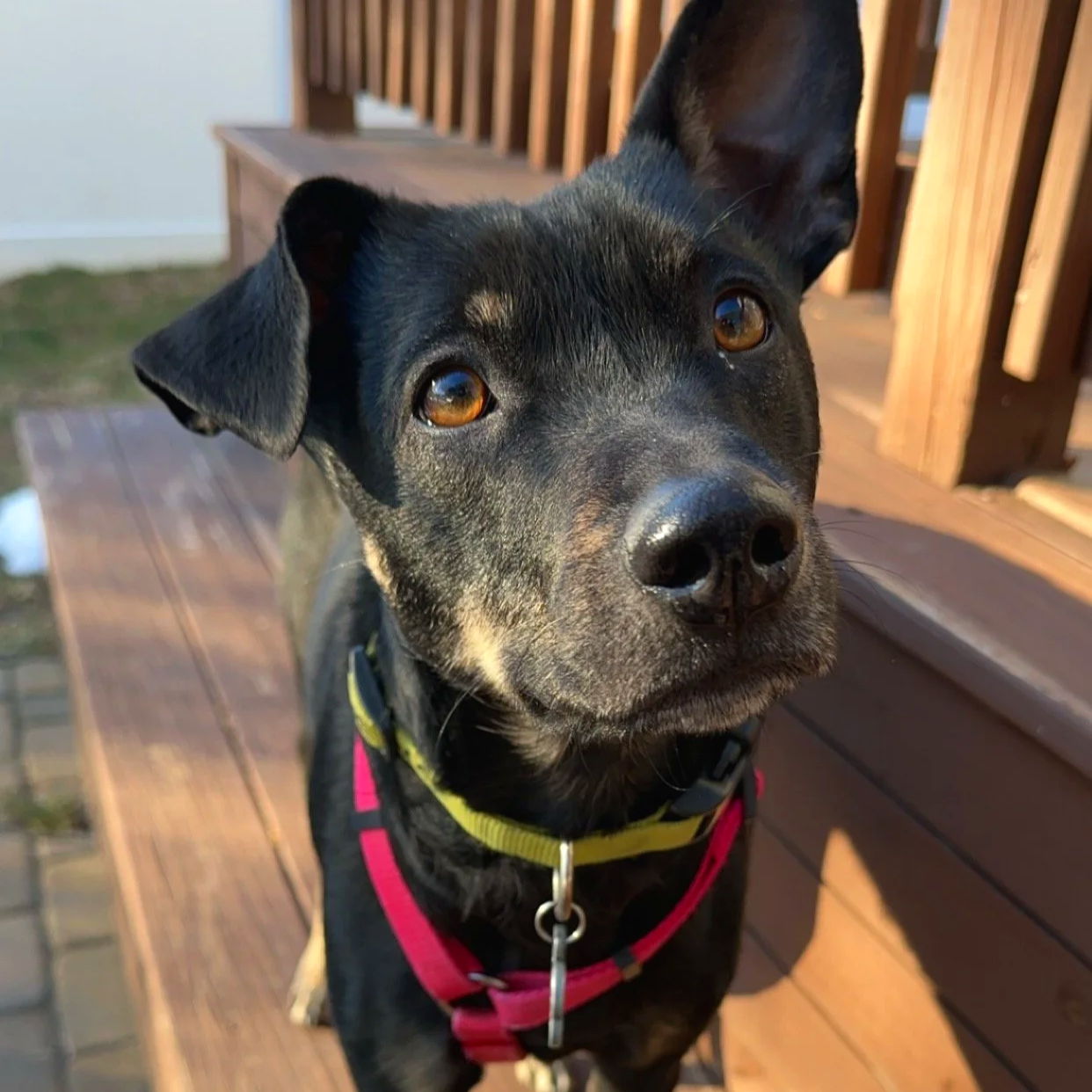 A cute black dog with brown eyes and a tan spot on its chest, wearing a pink and yellow harness, sitting on a wooden deck.