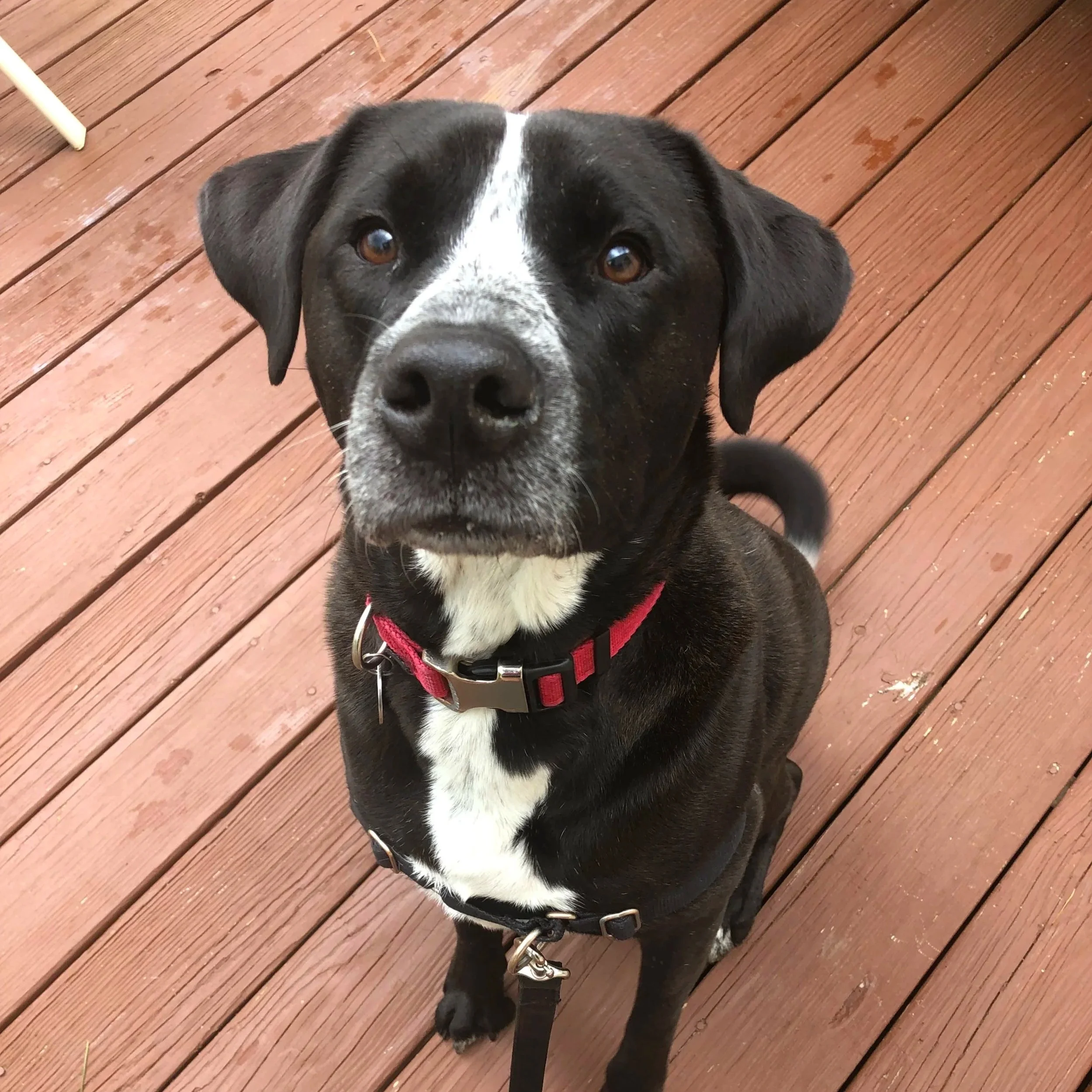Close-up of a black and white dog with brown eyes and a red harness on a wooden deck.