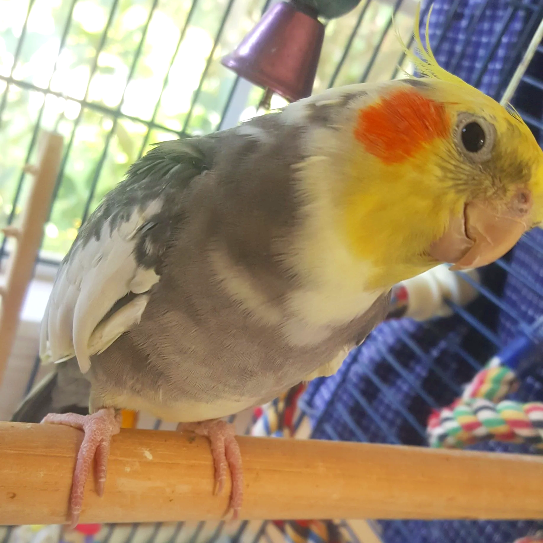 Close-up of a cockatiel perched on a wooden surface. The bird has yellow feathers on its head with orange patches on its cheeks, gray and white feathers on its body, and pink feet.