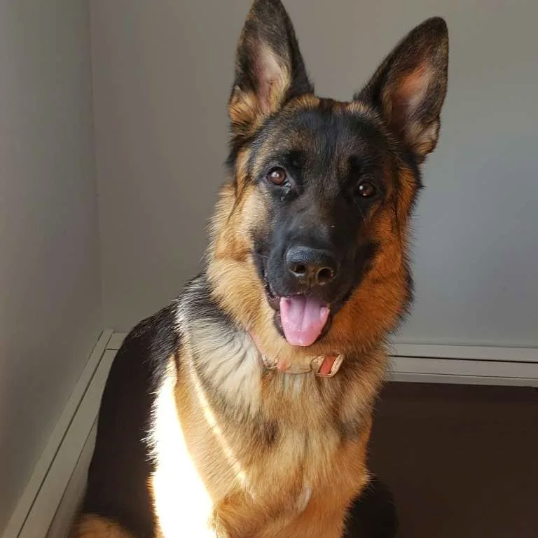 A German Shepherd dog sitting indoors with its tongue out, looking at the camera.