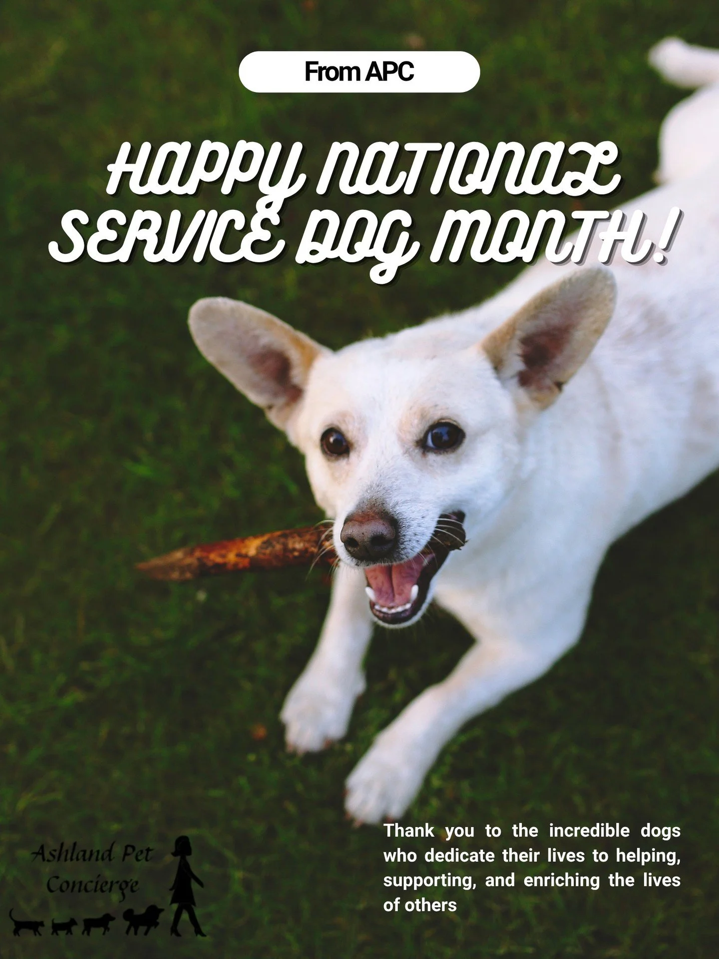 🐾 Happy National Dog Service Month! 🐾

Today we&rsquo;re celebrating the incredible dogs who dedicate their lives to helping, supporting, and enriching the lives of others. From service dogs who provide essential assistance to the everyday companio
