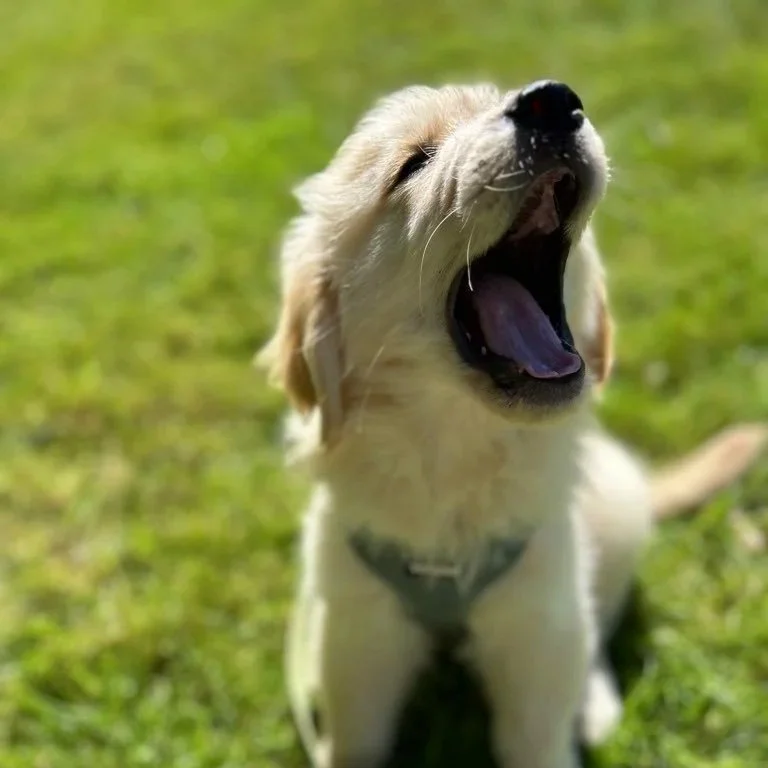 A yellow Labrador Retriever puppy yawning outdoors on green grass.