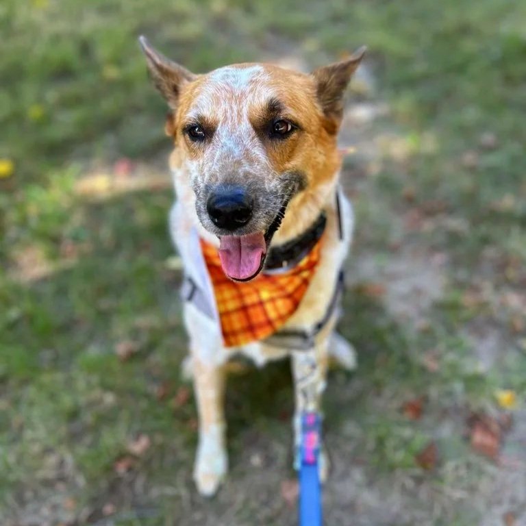 Happy dog with a multicolored bandana on outdoors.
