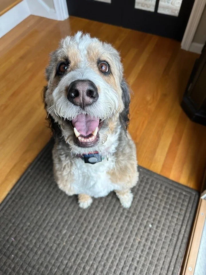 🐾 Montana is ready to brighten your day! 🐶💙

Just look at that happy face! Montana&rsquo;s big smile is the perfect reminder that sometimes all you need is a wagging tail and a little extra love to make your day better. 🥰🐾

We always love spendi