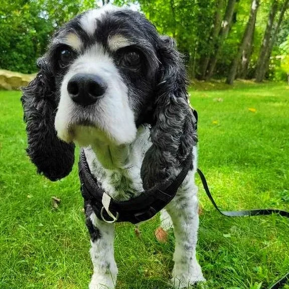 Close-up of a black and white dog with long ears and a harness, standing on grass in a park or garden with trees in the background.