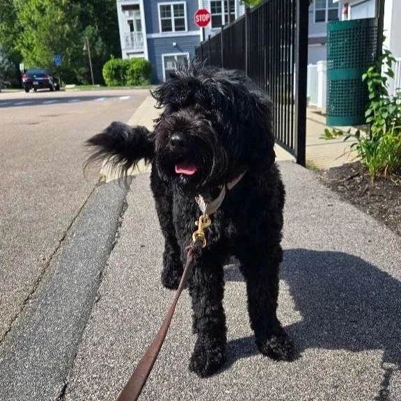 A black fluffy dog with a leash, standing on a sidewalk in a residential neighborhood, with a stop sign and house in the background.