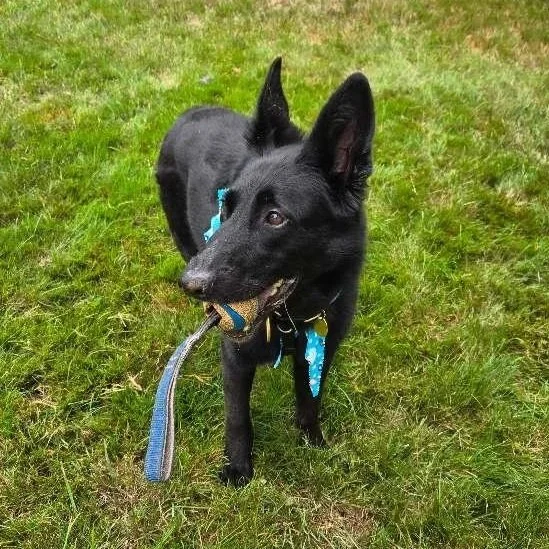 A black dog with a blue harness and bandana standing on green grass, holding a stick in its mouth.
