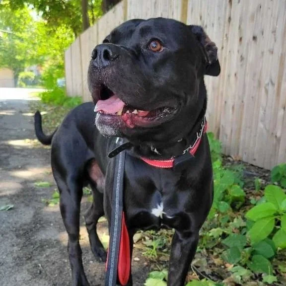 Black dog with brown eyes and a red collar standing on a dirt path next to a wooden fence, with green foliage in the background.