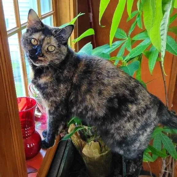 Tortoiseshell cat standing on a windowsill next to green houseplants and a red glass vase.
