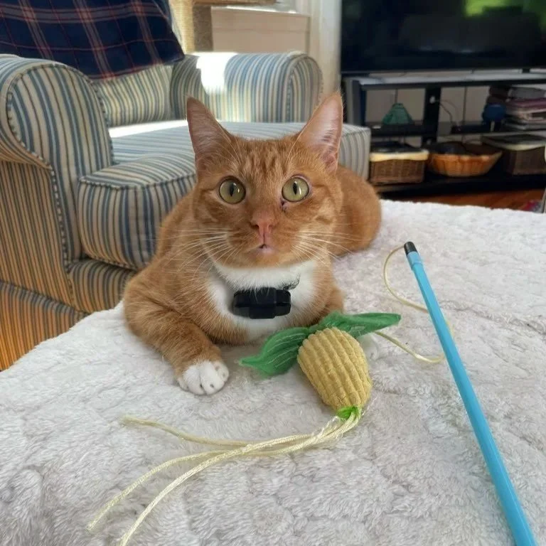 A ginger cat with white paws and chest wearing a black collar and a black device, lying on a white blanket with a toy resembling a pineapple with green leaves. There is also a blue stick and a yellow string on the blanket. In the background, there is