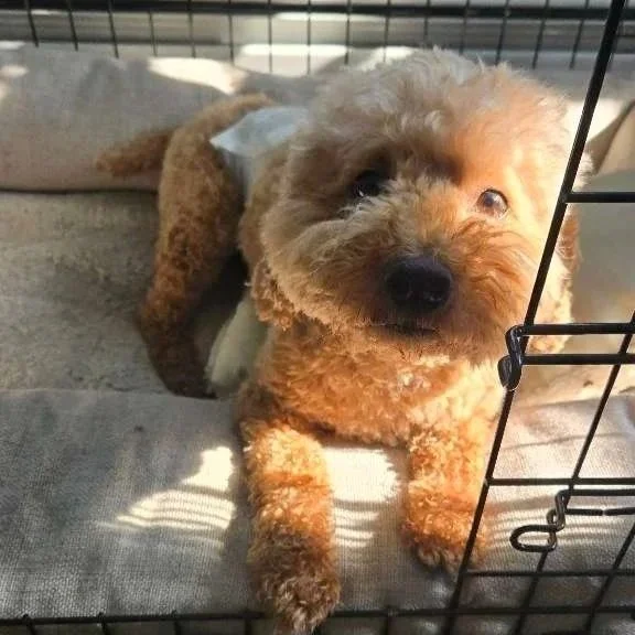 A small, curly-haired dog lying in a pet crate, looking at the camera with one eye, tan and brown fur, with a cloth or blanket inside the crate.