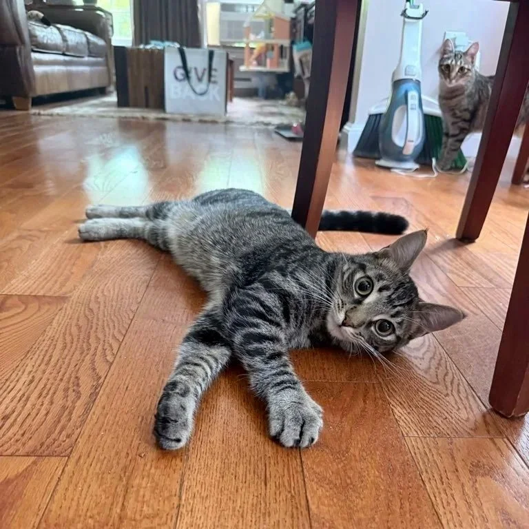 A gray tabby kitten lying on the wooden floor under a table, looking at the camera. In the background, another cat stands near a vacuum cleaner and a trash bin.