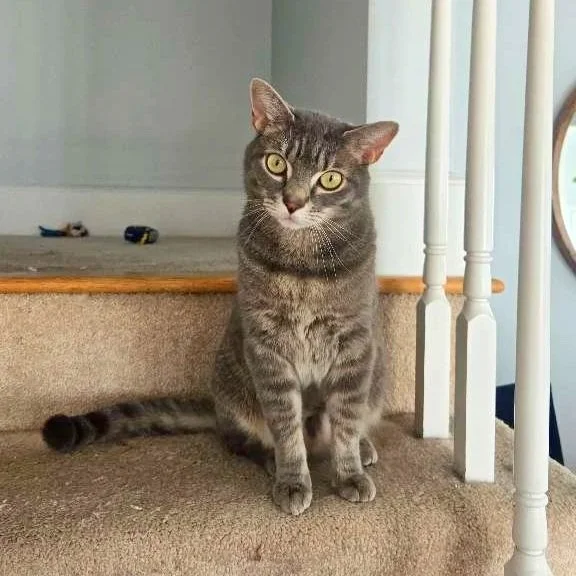 A gray tabby cat sitting at the bottom of a staircase with a beige carpet, looking alert, with household items in the background.