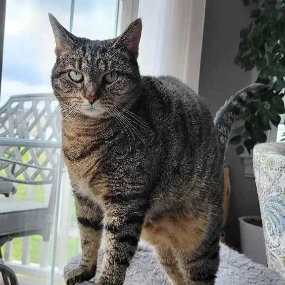 A gray tabby cat with green eyes sitting inside near a window.
