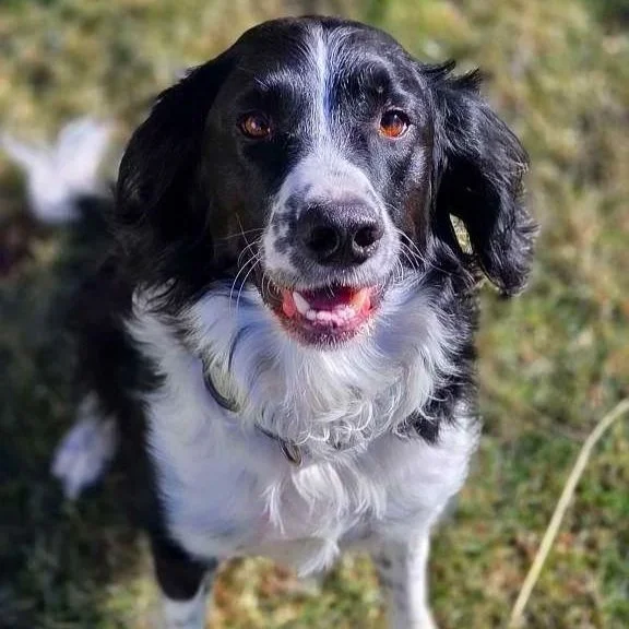 A black and white dog with a happy expression standing outdoors on grass.
