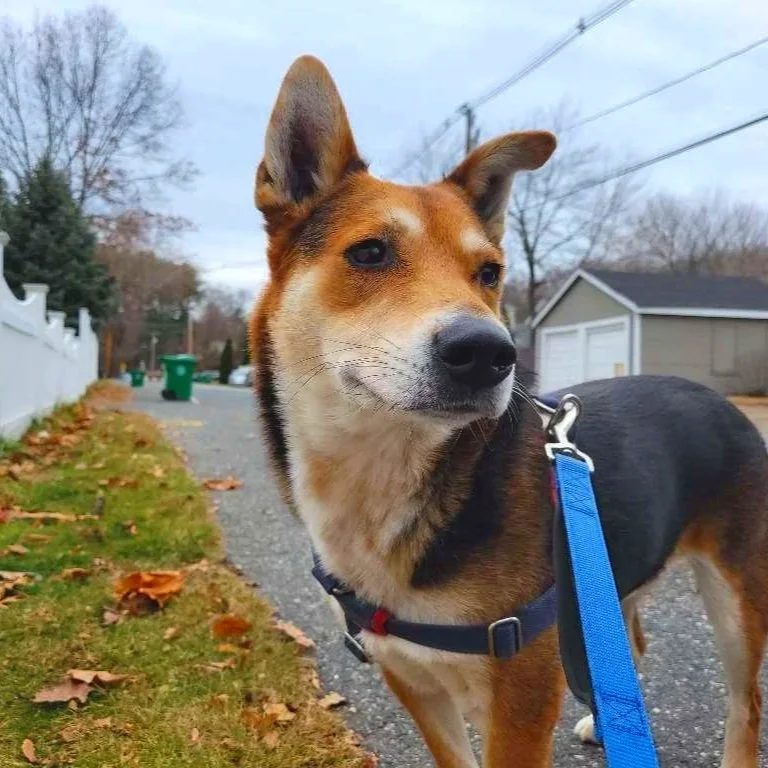 A cute dog with upright ears and a black, brown, and white coat standing on a sidewalk during fall.
