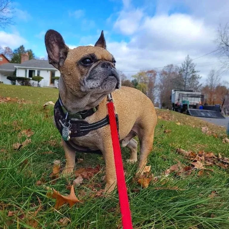 A French Bulldog standing on a grassy area with fallen leaves, wearing a leash and a harness, with houses and a truck in the background under a partly cloudy sky.
