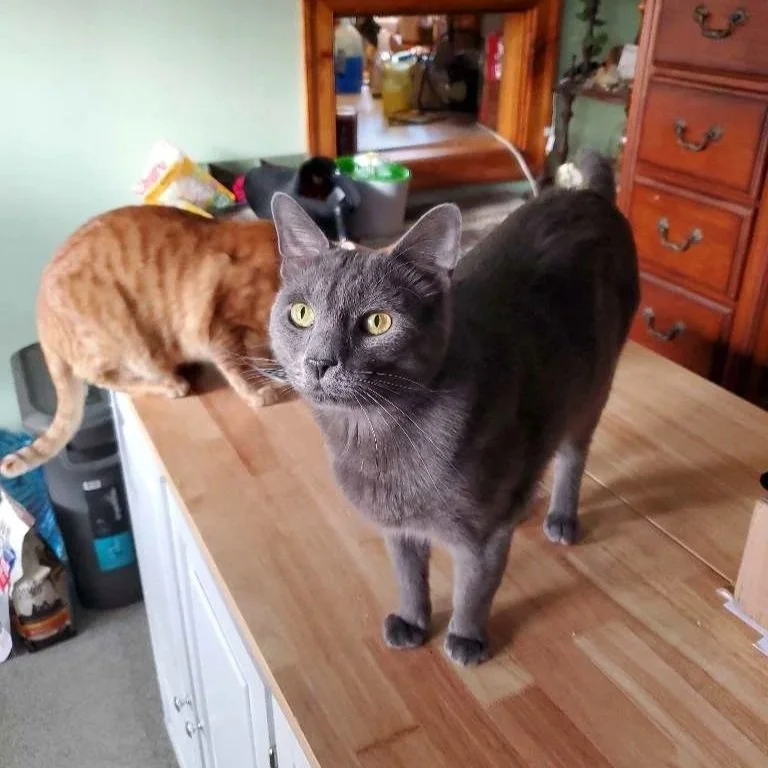Two cats on a kitchen counter. One gray cat looking directly at the camera, and one orange tabby cat with its head lowered. Kitchen with wooden cabinets in the background.