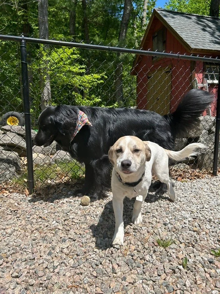 🐾 Lance &amp; Percy are back at it! 🐾

These two make quite the dynamic duo! 💙 Whether they&rsquo;re exploring outside, enjoying some fresh air, or simply keeping each other company, Lance and Percy always seem to have fun together. 🐶🐶☀️

We lov