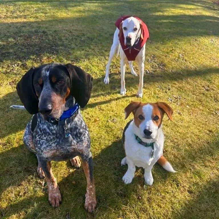 Three dogs sitting on a grassy field during daytime, with one dog wearing a red jacket.