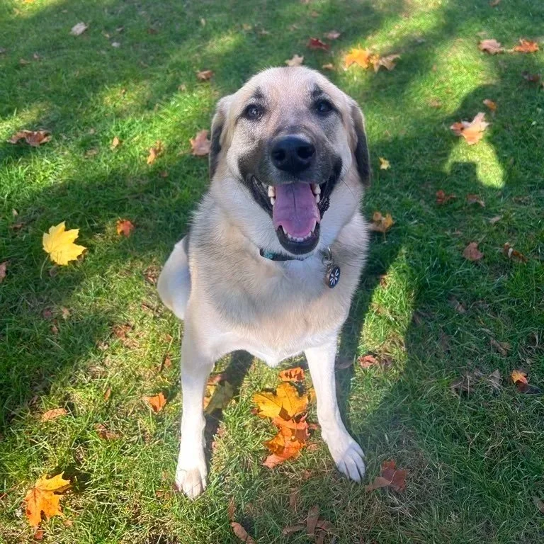 Happy dog sitting on grass with scattered autumn leaves.