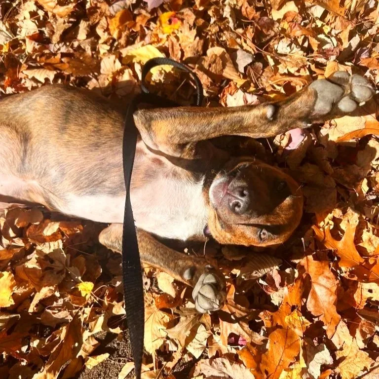 A dog lying on a bed of fallen autumn leaves with a harness and leash, waving one paw in the air.