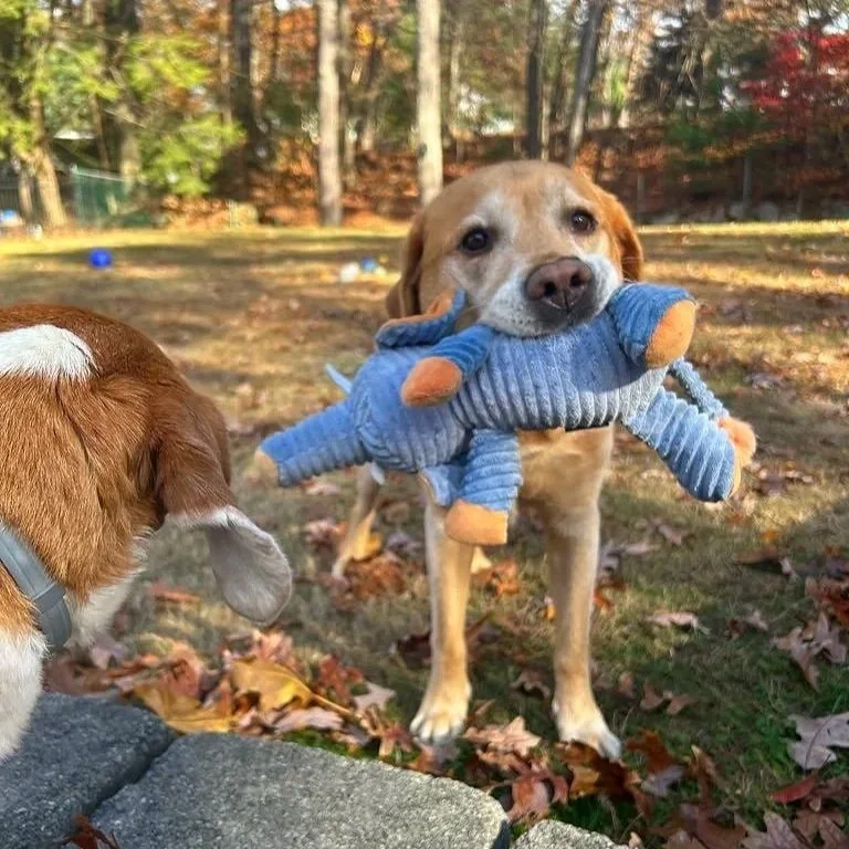 A dog holding a stuffed toy in its mouth outdoors in a park, with fallen leaves on the ground and trees in the background.