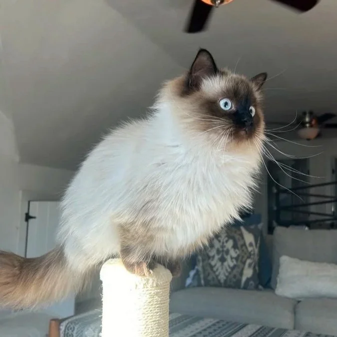 A Siamese cat with blue eyes sitting on a carpeted scratching post in a living room.