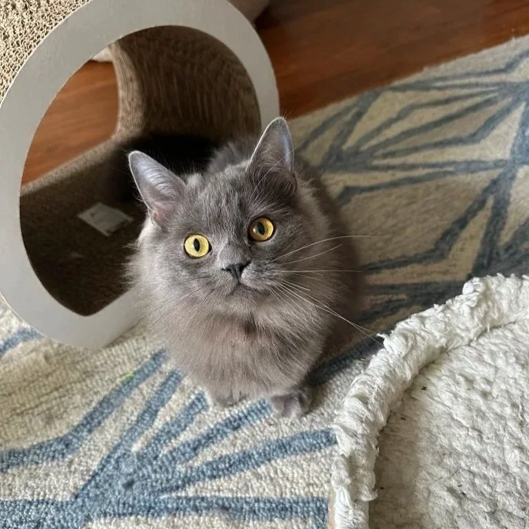 Gray long-haired cat sitting next to a white circular object and a textured fabric rug with blue and beige patterns.