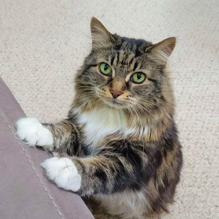 A fluffy tabby cat with green eyes and white paws sits next to a textured beige wall.