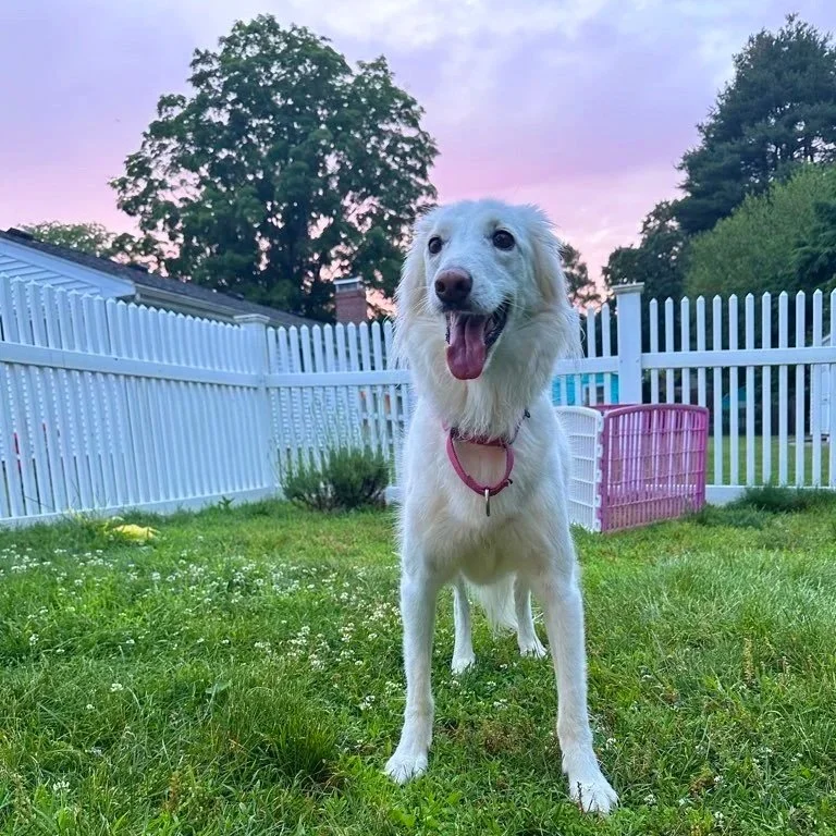 A happy white dog with a pink collar standing on green grass in a backyard, with white picket fencing and trees in the background during sunset.