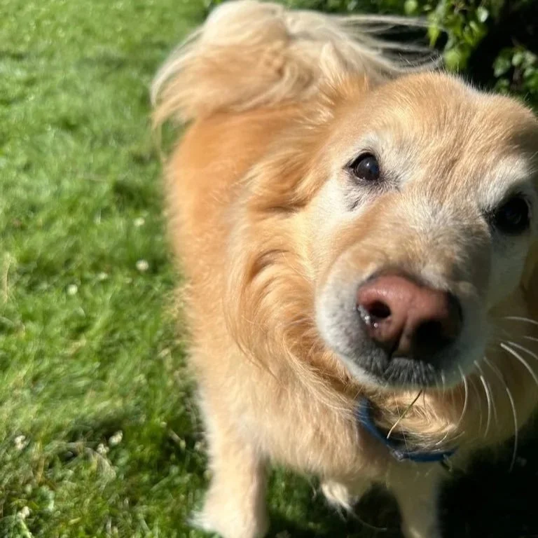 Close-up of a golden retriever dog standing on green grass with a bush in the background.